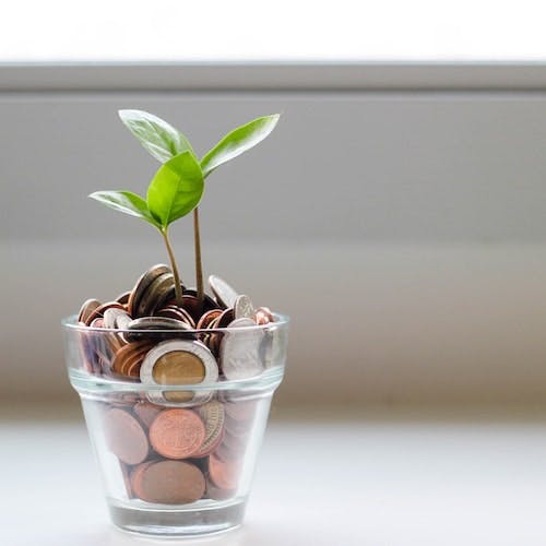 Change in a clear plant plot with a small plant sprouting out>